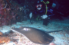 Birmanie - Mergui - 2018 - DSC02705 -Tahitian Stingray - Raie fouet - Himantura fai